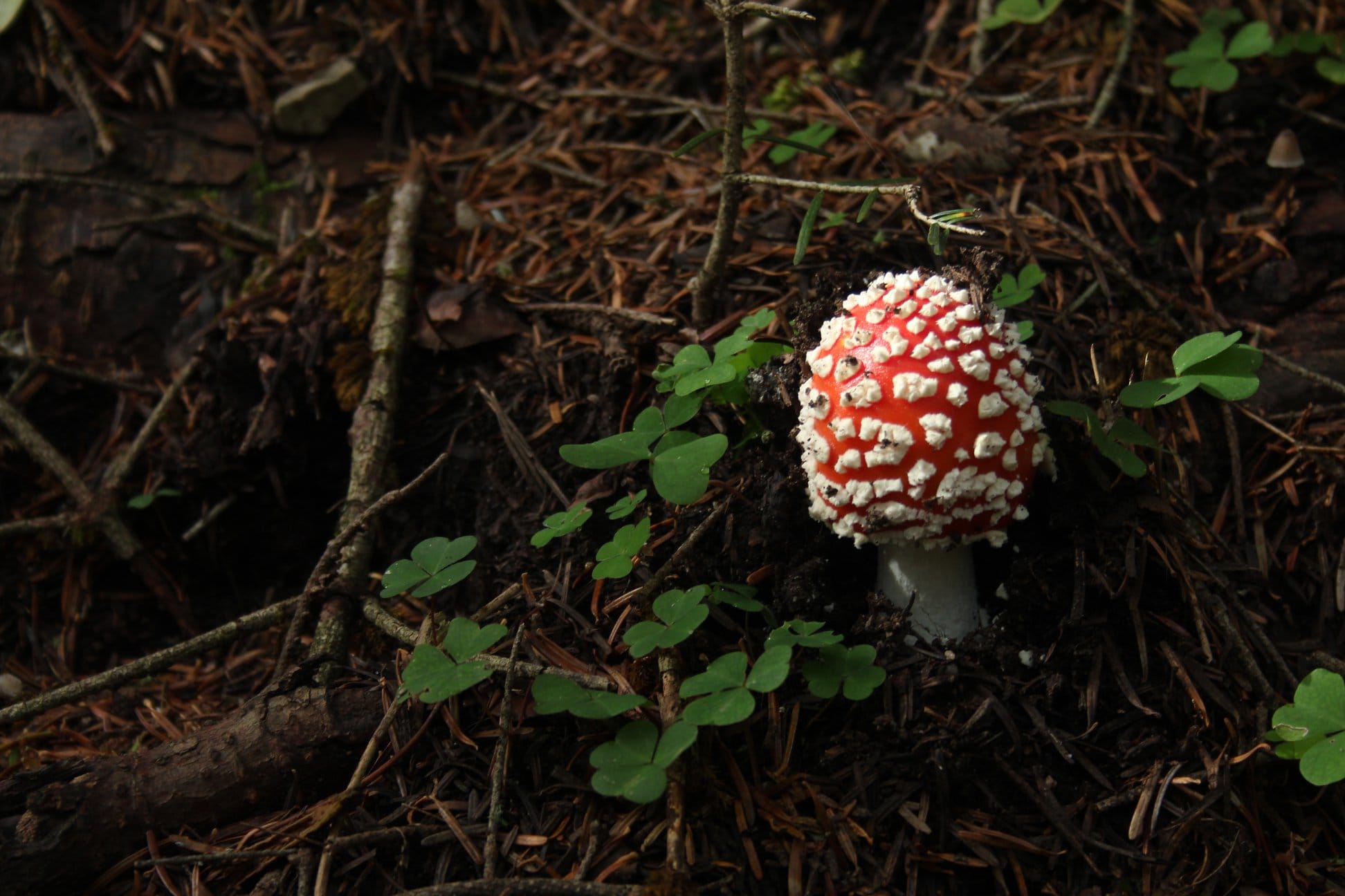 Red fly agaric toadstool dotted with white, beside clover leaves on shaded woodland ground