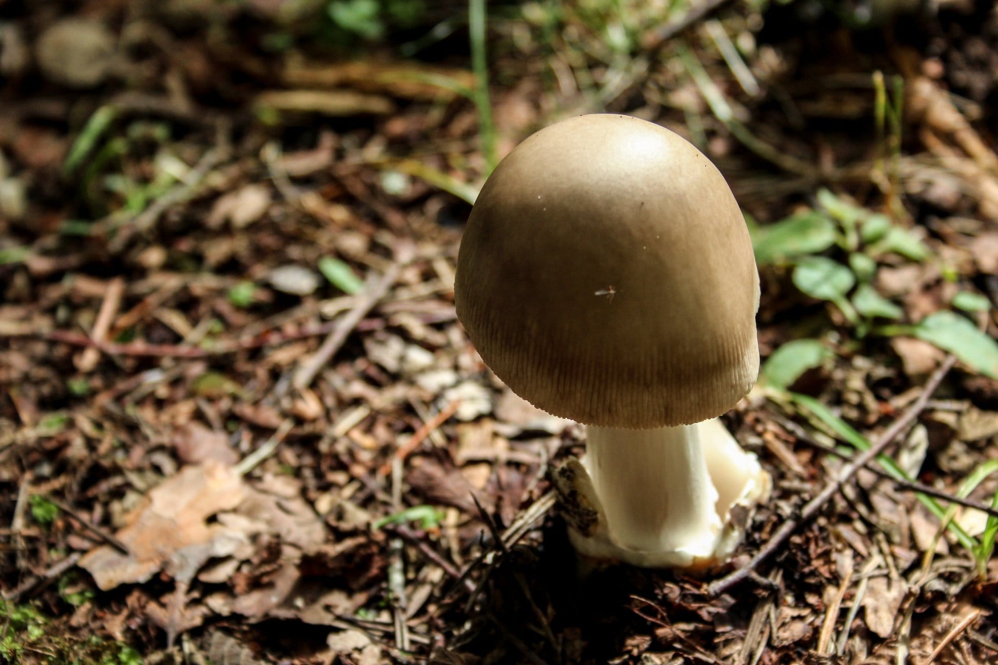 A death cap mushroom, pale brown with a white stem, growing among fallen leaves in woodland