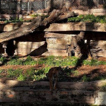Animals rest in a shaded enclosure at Barcelona Zoo while keepers apply heat-protection measures.