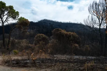 Fresh wildfires keep pressure on Catalonia crews