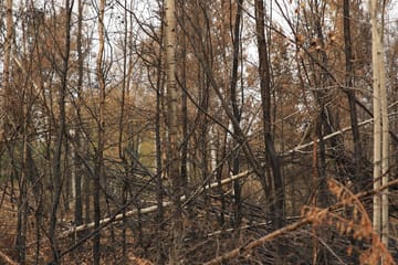 Burnt woodland in Les Gavarres near La Bisbal d'Emporda after the wildfire linked to roadside maintenance work on the GI-660.