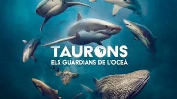 CosmoCaixa Hosts Life-Size Shark Exhibition