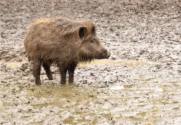 Over 100 Wild Boars Left in ASF Zone