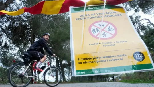 Collserola Park Closed as Swine Fever Reaches Barcelona