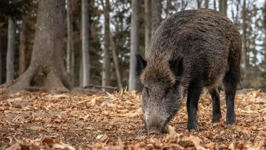 Barcelona African Swine Fever Confirms 16 Wild Boar Cases