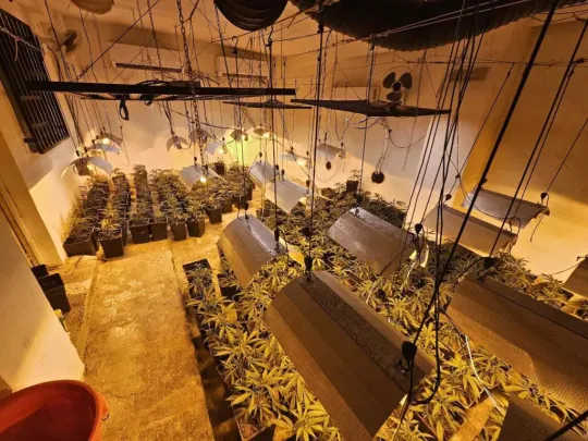 Mossos Seize 5,000 Cannabis Plants in Major Raid