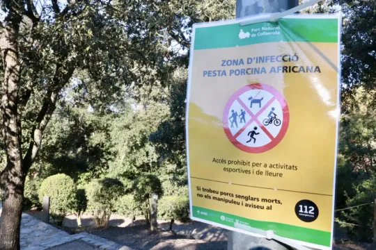 Catalonia Swine Fever Linked to Contaminated Sandwich