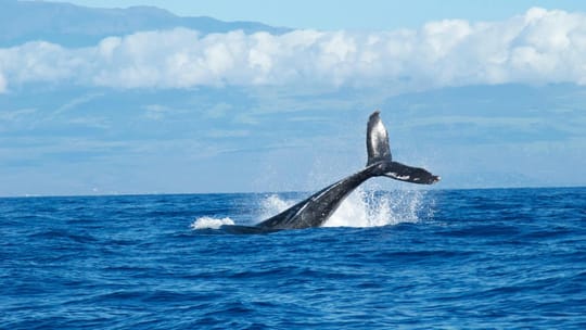 18-Metre Fin Whale Sighted Off Barcelona Coast This Year