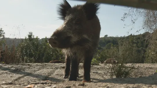 Hunters: Zero Wild Boar Goal in ASF Zones ‘complicated’