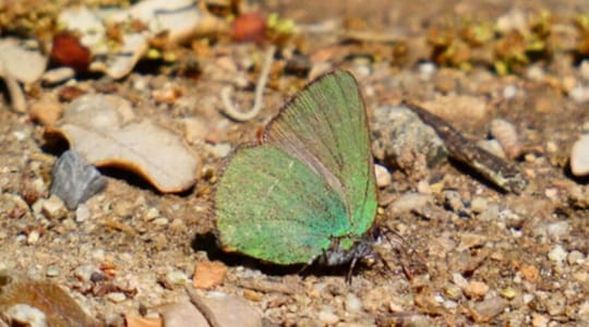 A close-up image of a Green-eyed Greenwing butterfly (Callophrys avis) resting on a green leaf in a park.