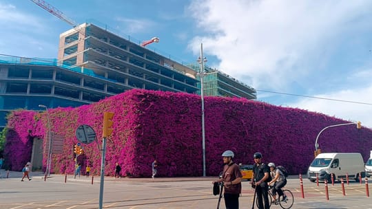 Vibrant magenta bougainvillea flowers covering a fence in Parc del Centre del Poblenou, Barcelona.