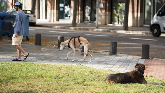 Barcelona multa a casi mil dueños de perros por llevarlos sin correa