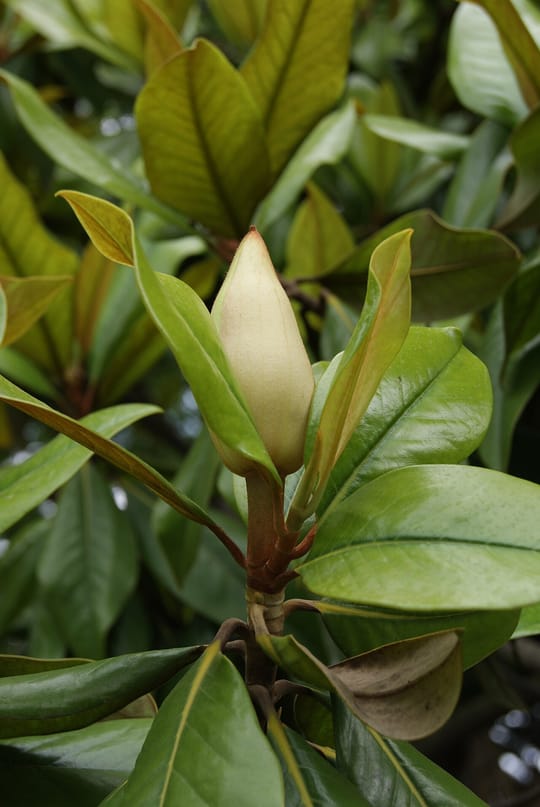 Barcelona Magnolias Bloom, Filling Streets with White and Scent