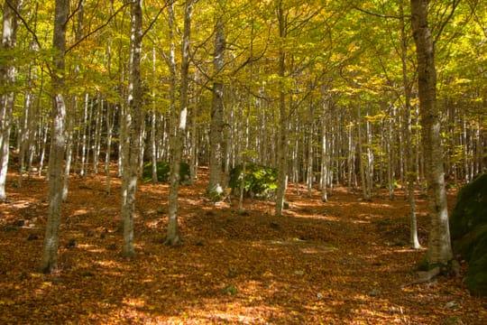 Catalan MPs drop duty for owners to manage forests