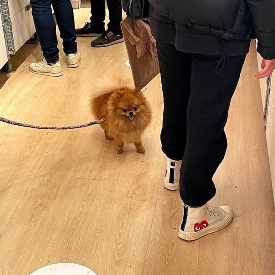 A small, fluffy, light brown Pomeranian dog on a leash walks on a light wooden floor. Several pairs of human legs and feet are visible around the dog.