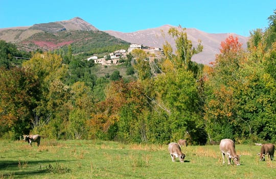 A rural farm in Catalonia with cattle in a fenced pasture, under overcast skies, illustrating the agricultural context of the new TB aid programme.