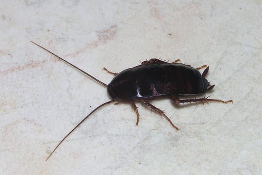Badalona urges action to prevent rats and cockroaches