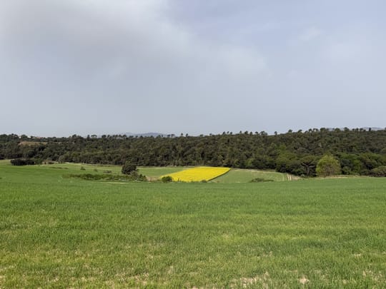 Rows of horticultural crops in the Maresme agricultural area, illustrating the region's loss of land used for growing vegetables.