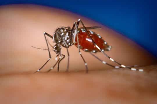Barcelona trials sterile mosquito tech against tiger mosquito