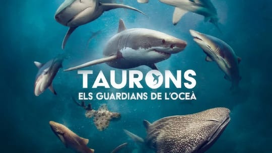 CosmoCaixa Hosts Life-Size Shark Exhibition