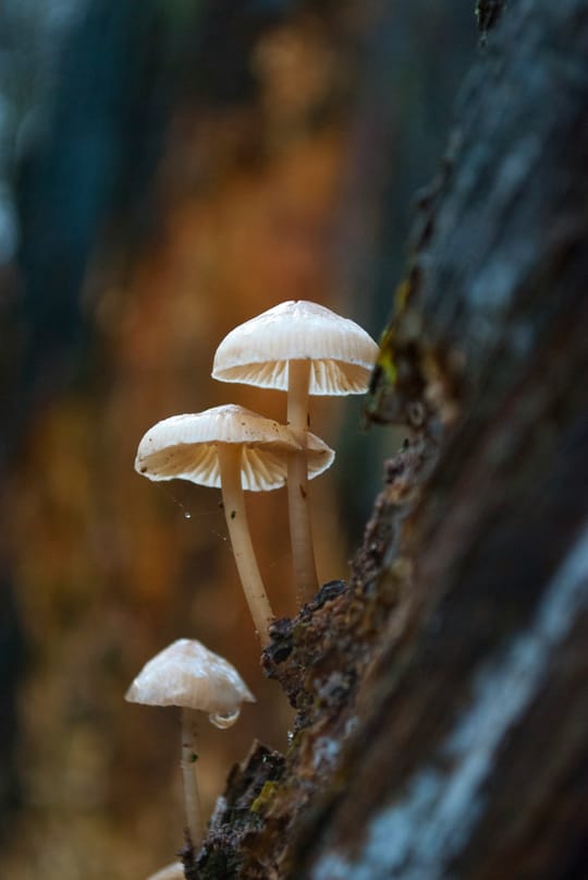 Mushroom Picking Near Barcelona Could Lead to Fines