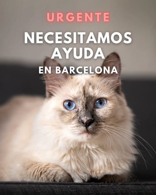 Urgent Call for Foster Homes for Barcelona Kittens