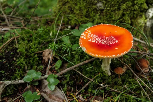 Bright orange fly agaric mushroom, marked with white spots, sitting on moss-covered ground in the Montseny forest