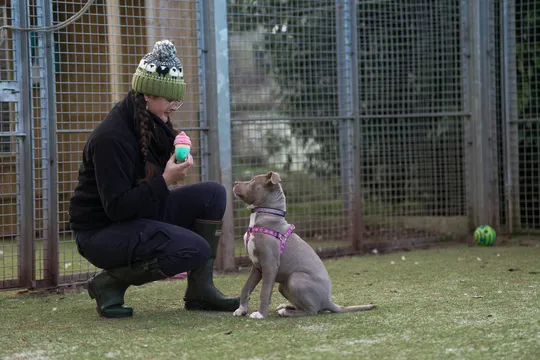 One Animal Crime Reported Daily in Catalonia