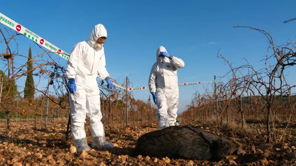 African Swine Fever Outbreak Expands in Catalonia with New Restrictions