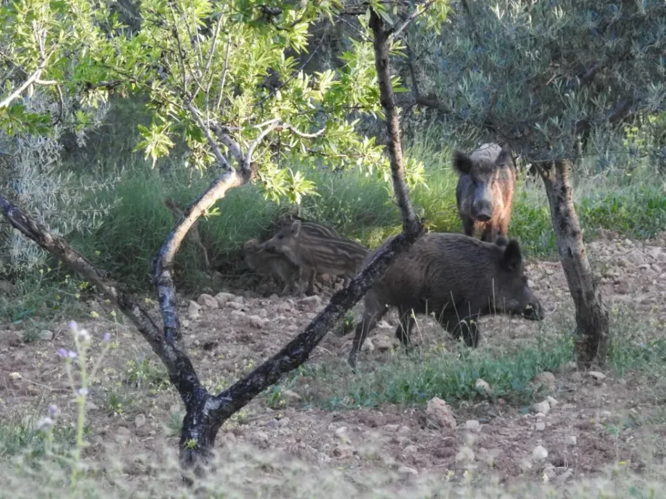 African Swine Fever in Catalonia Reaches 29 Confirmed Cases