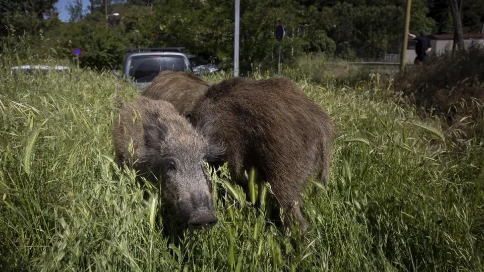 Three Dead Boars Found in Vallès Trigger Swine Fever Alert