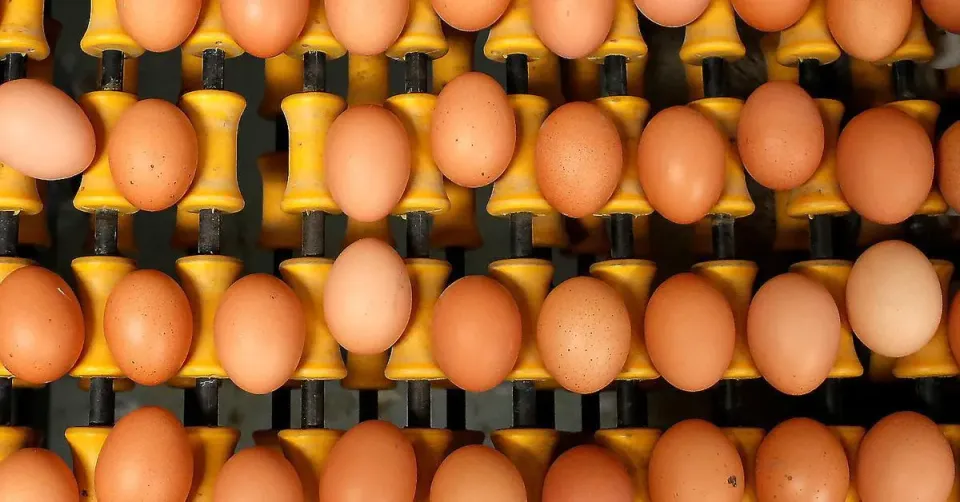 Barcelona Consumers Hit by Soaring Egg Costs Despite Spain’s Production Surplus
