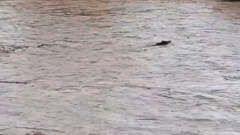 Besòs River Flow Hits 250 m³/s in Storm Crisis