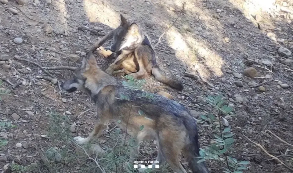 Wolf Pack Breeds in Catalonia After 100 Years