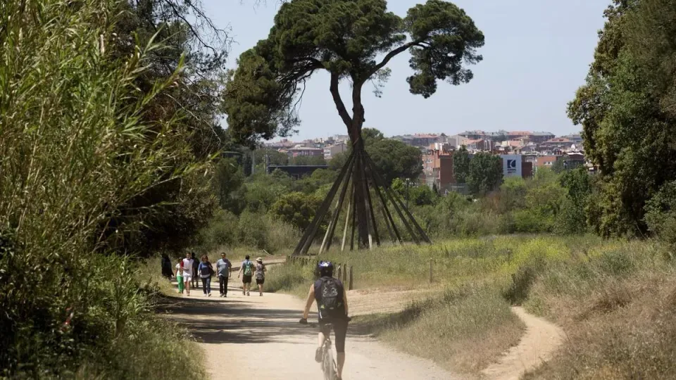 African Swine Fever Prompts Forest Bans in 64 Catalan Towns