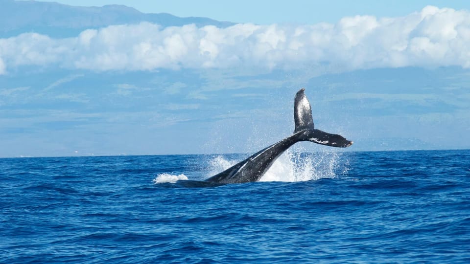 18-Metre Fin Whale Sighted Off Barcelona Coast This Year