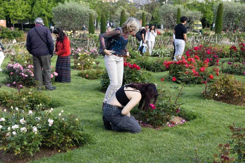 A vibrant display of various coloured roses in full bloom at the Cervantes Rose Garden in Barcelona.