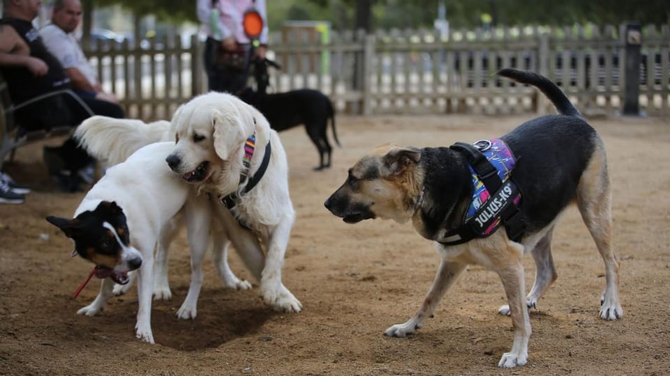 Barcelona invierte 3,2 millones en la renovación de 12 parques caninos