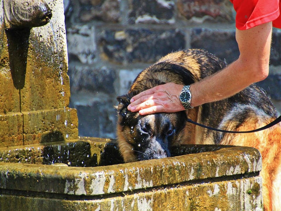 A dog wearing a basket muzzle on a hot Barcelona street, with a person offering water.