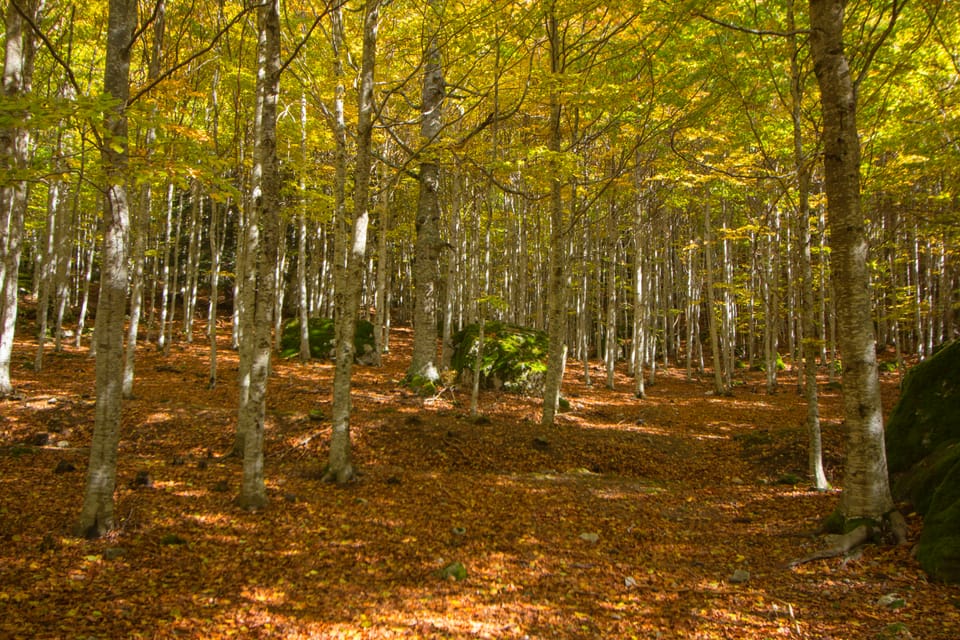 Catalan MPs drop duty for owners to manage forests