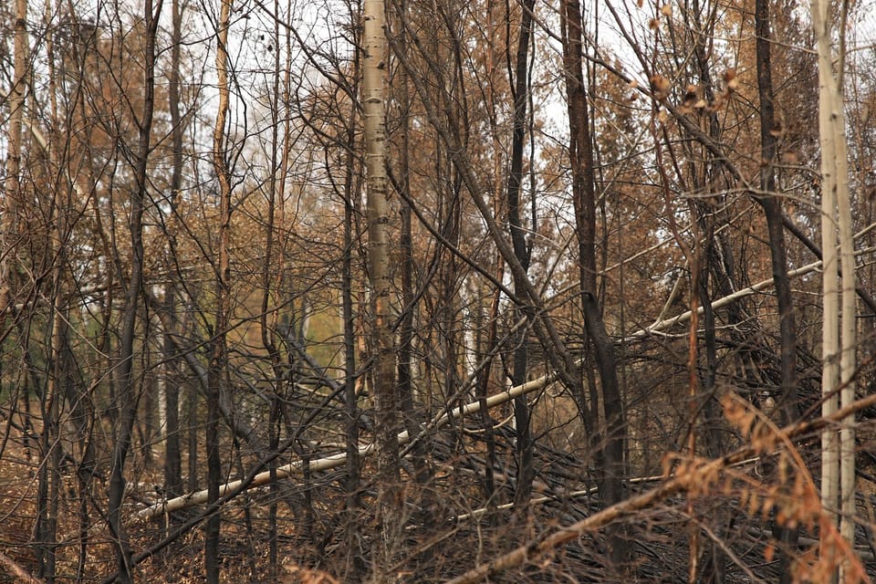 Burnt woodland in Les Gavarres near La Bisbal d'Emporda after the wildfire linked to roadside maintenance work on the GI-660.