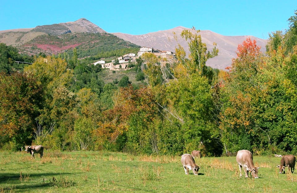 A rural farm in Catalonia with cattle in a fenced pasture, under overcast skies, illustrating the agricultural context of the new TB aid programme.
