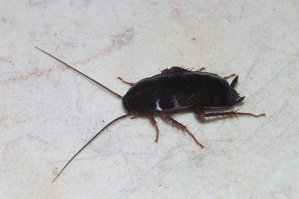 Badalona urges action to prevent rats and cockroaches