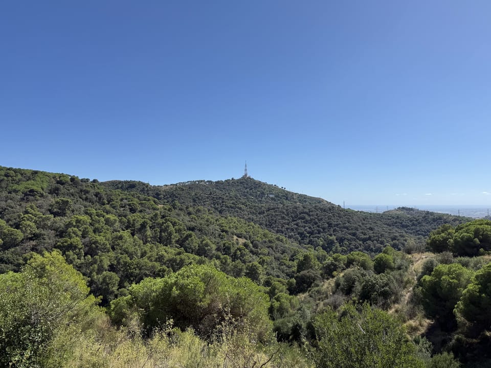 Government Unveils Aid for Collserola Businesses Hit by Swine Fever