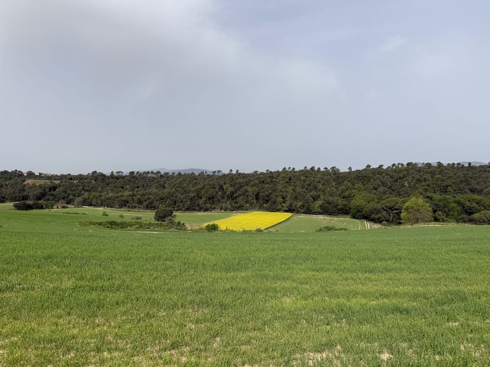 Rows of horticultural crops in the Maresme agricultural area, illustrating the region's loss of land used for growing vegetables.