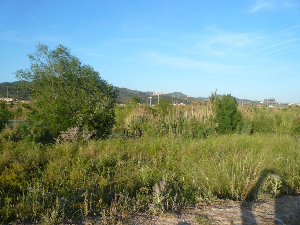 Mummified Body Found in Molins de Rei Forest