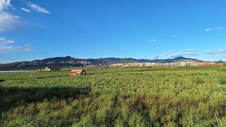 Farmers Lose Crops in Baix Llobregat Floods