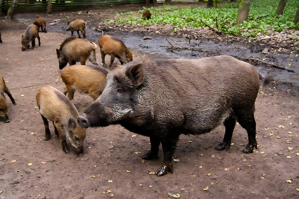 Nine Wild Boars Test Positive for African Swine Fever