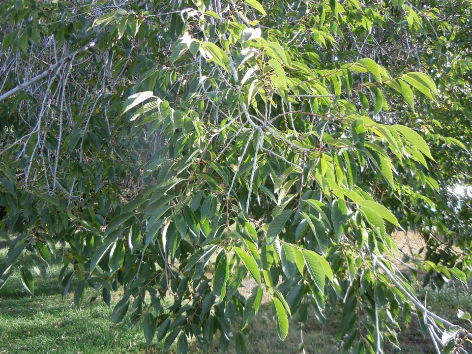Residents Save 70-Year-Old Elms in Guinardó