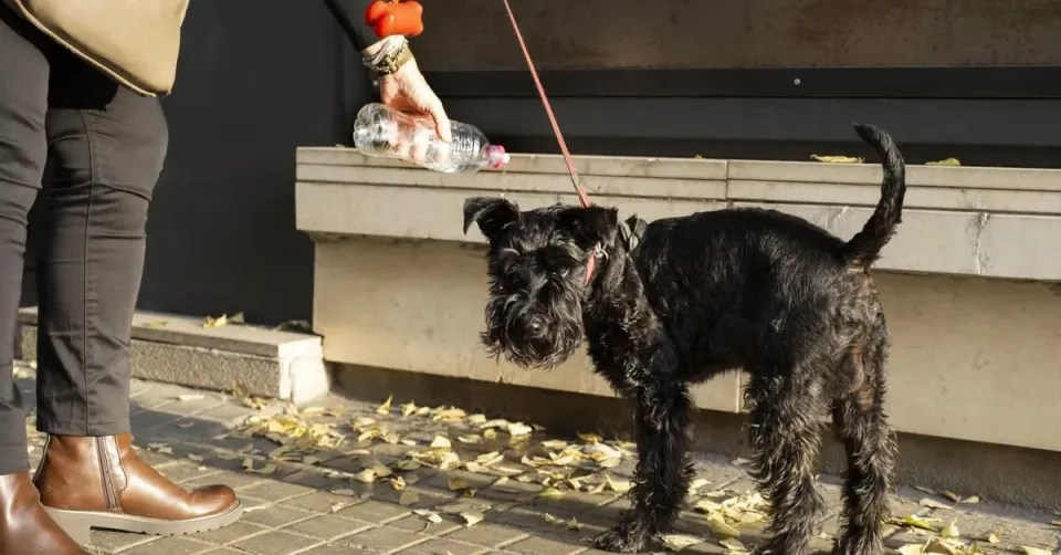 Barcelona Approves €300 Fines for Dog Urine on Streets